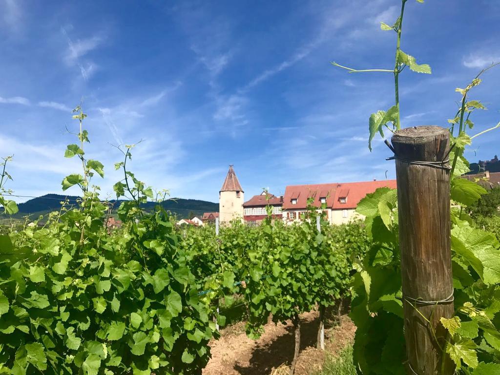 Hotel Munsch Restaurant & Wellness, Colmar Nord - Haut-Koenigsbourg Saint-Hippolyte  Exterior photo